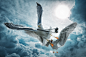 Just a paparazzo seagull in trouble by John Wilhelm is a photoholic on 500px