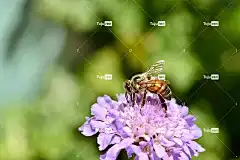 蜜蜂 昆虫 花 翅膀 传粉者 紫花 花壁纸 盛开 花卉背景