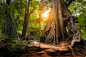 Jungle Path by Joshua Davenport on 500px