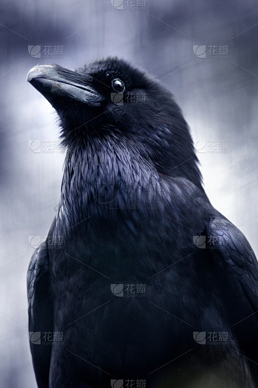 cape rook,看风景,特写,自然,垂直画幅,正面视角,雷文西蒙尼,大乌鸦,鸟类,运动模糊素材-花瓣网