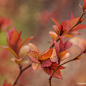 Spring Colors in Maine - Karin Pinkham