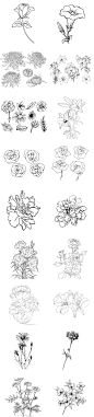 266 植物花卉花朵多肉黑白线描稿线稿黑白简笔画手绘临摹素材图-淘宝网