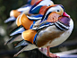 Photo: Very colorful ducks in a row