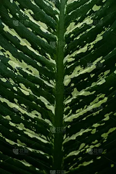 一种外来植物的绿叶特写。桌面壁纸。夏天的背景。屏幕保护程序。