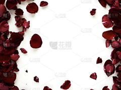 花瓣素材-动植物图片采集到玫瑰