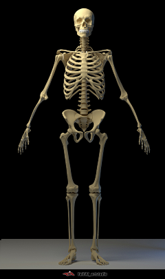 丶范范采集到基础-解剖-骨骼-肌肉-人体