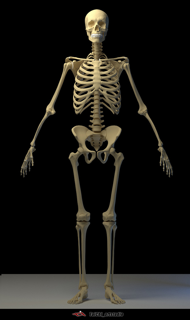Human skeleton, Tai ...