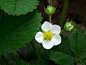 flower-202738_1280