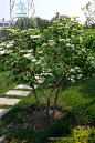 鸡树条 Viburnum opulus L. subsp. calvescens (Rehder) Sugimoto 中国植物图像库