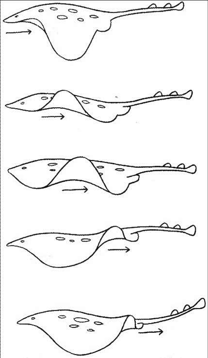 裙边的波形运动运动规律险峰上野蛮生长该采集也在以下画板加载更多