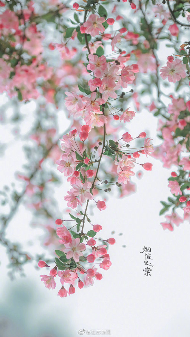 【即日起，穿汉服可免门票游南京莫愁湖！】...