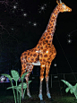 纽约夜游会发光的动物园灯展