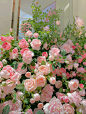 月季花