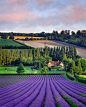 薰衣草，肯特，英国
Lavender, Kent, England