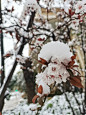 梨花 梅花 雪景 春雪