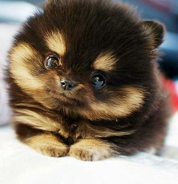 超可愛的寵物攝影網站 – Cutest ...