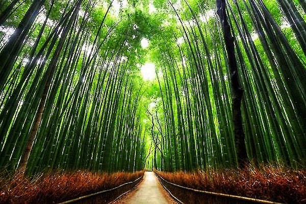 嵯峨野竹林位于日本京都的国家指定古迹——...