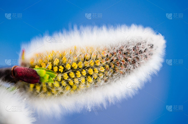 柔荑花序
