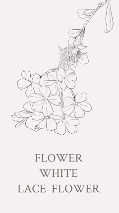 业余的Sylvia采集到线稿——花