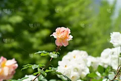 粉红米色玫瑰花
