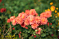 Chrysanthemum