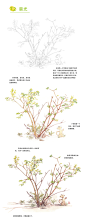 本案例摘自爱林文化主编、人民邮电出版社出版的《水彩绘森活》
