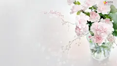 家居壁纸-康乃馨 - 分享 - 魔法桌面