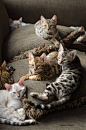 5 most affectionate cat breeds