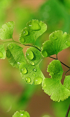 晰雨Echo采集到花卉