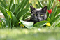 Sébastien Delarbre 在 500px 上的照片THE EASTER CAT