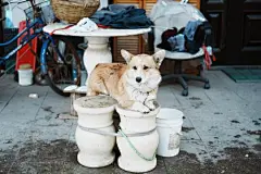 点击来源直接获取大图文件 |dog in the street