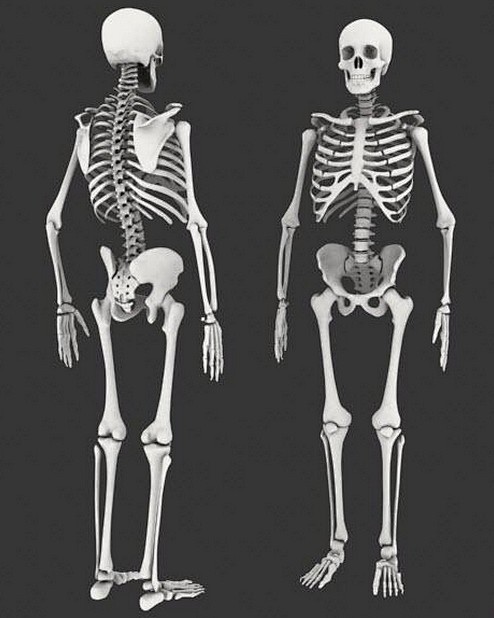 人体骨骼画法