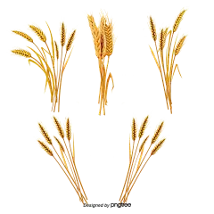 手绘小麦装饰