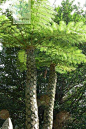白桫椤/白桫椤属/桫椤科