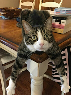 artduan采集到猫