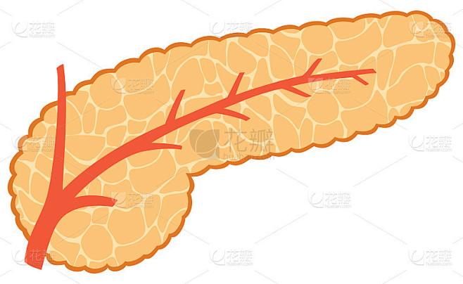 胰腺矢量图