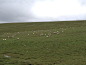海拔3800m橡皮山上安然吃草的羊群,西藏我来了