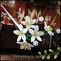 【百草手工坊】明 汉服发簪 古装cos贝壳玉簪花【繁弦雅韵】银