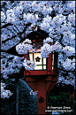 Cherry blossoms and traditional lantern in Hirano Shrine, Kyoto