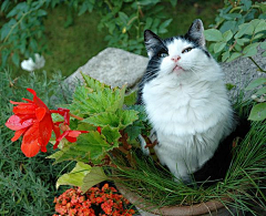 浅夏彼岸花开采集到只要辛勤浇水花盆里一定能长出猫 