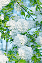 绣球荚蒾 Viburnum macrocephalum
糖图吃多了易蛀牙 ​​​​