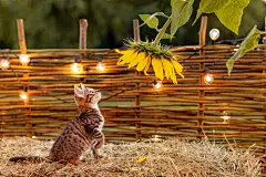 点击来源直接获取大图文件 |cute, funny brown kitten cat breed bengal stands in the hay looks at the yellow sunflower on the ranch against the background of lights in the summer