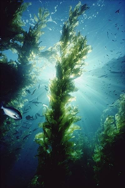 #海藻#峡岛国家公园