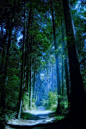 温哥华，神秘的蓝森林。做一个美好的梦