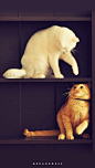 手机壁纸,白猫,黄猫