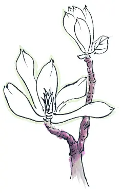 玉兰花  - 源文件下载【酷图网】国画百花争艳,国画,百花争艳,花鸟画,花,水墨画,花朵,红花,手绘花朵,手绘花,水墨画花,抽象花,工笔画,月季,牡丹,水墨荷花,