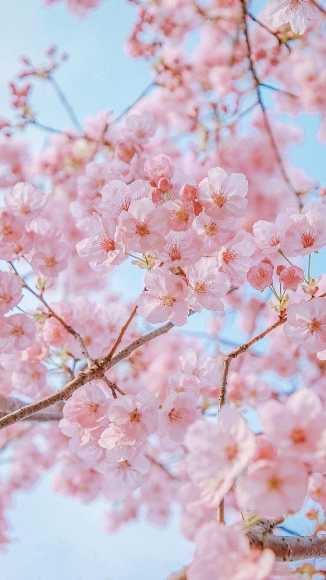 花卉