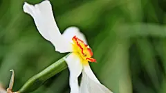 【关注微信&quot;ARTP2P&quot;或“金贝艺融”,回复“绿色植物素材”，百张精美绿植靓图秒速收藏】绿色植物素材 植物配置壁纸 植物造景墙纸  风景 美景 摄影 #植物##壁纸##小清新##花朵#