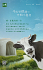 金典-奶粉