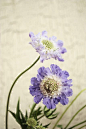 purple scabiosa